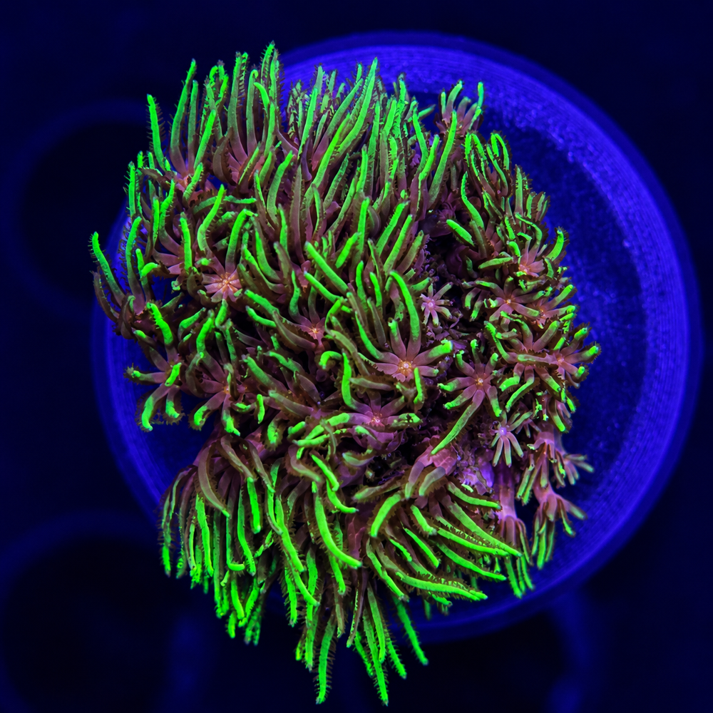 FMC Briareum + Coral Mount
