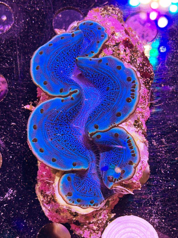 FMC Tridacna maxima