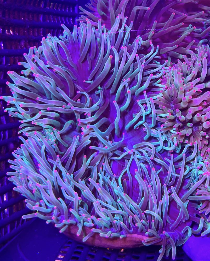 Entacmaea quadricolor Bubble Anemone Green/Pink tip V