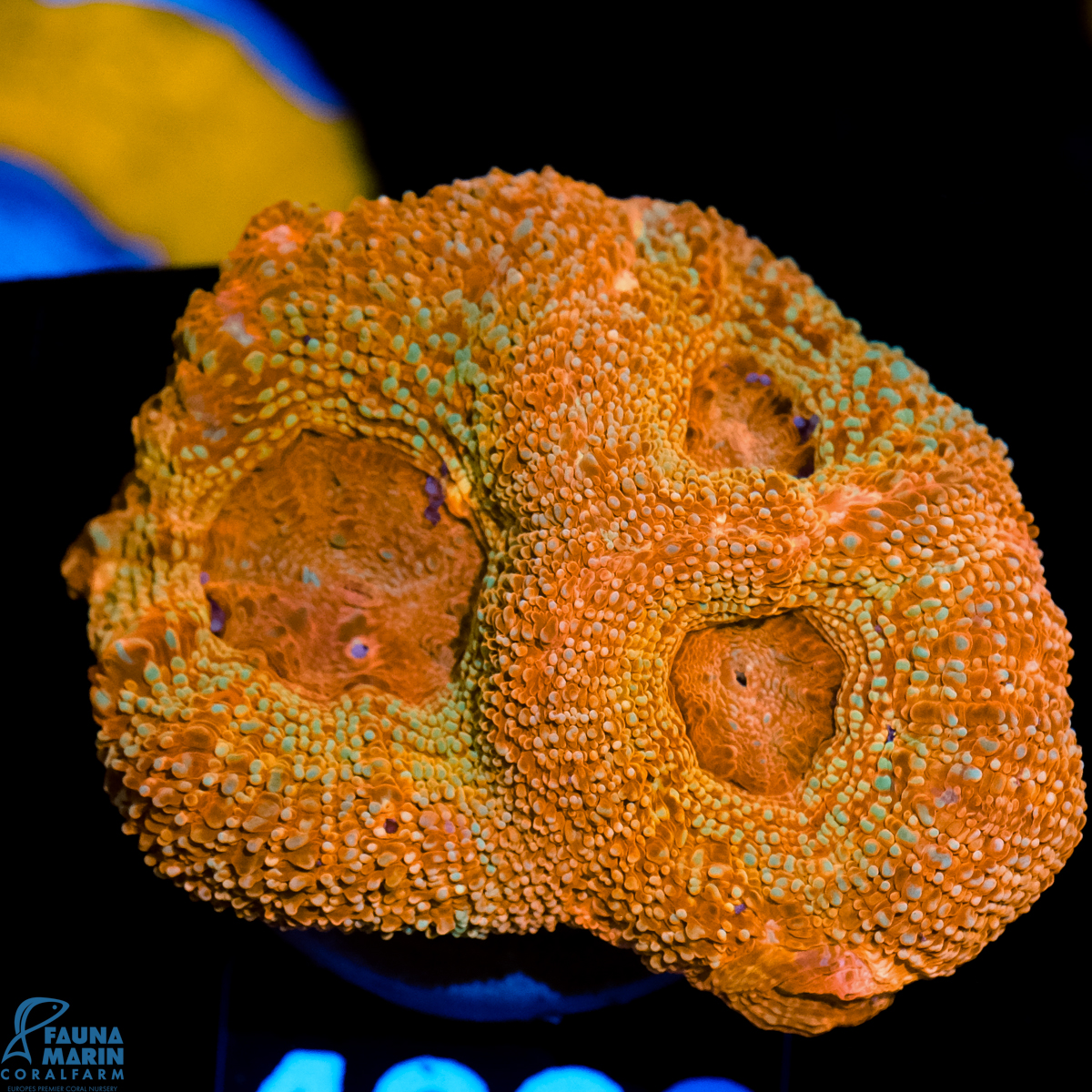 FMC Acanthastrea bowerbanki Light Red FMC Acanthastrea bowerbanki Light Red