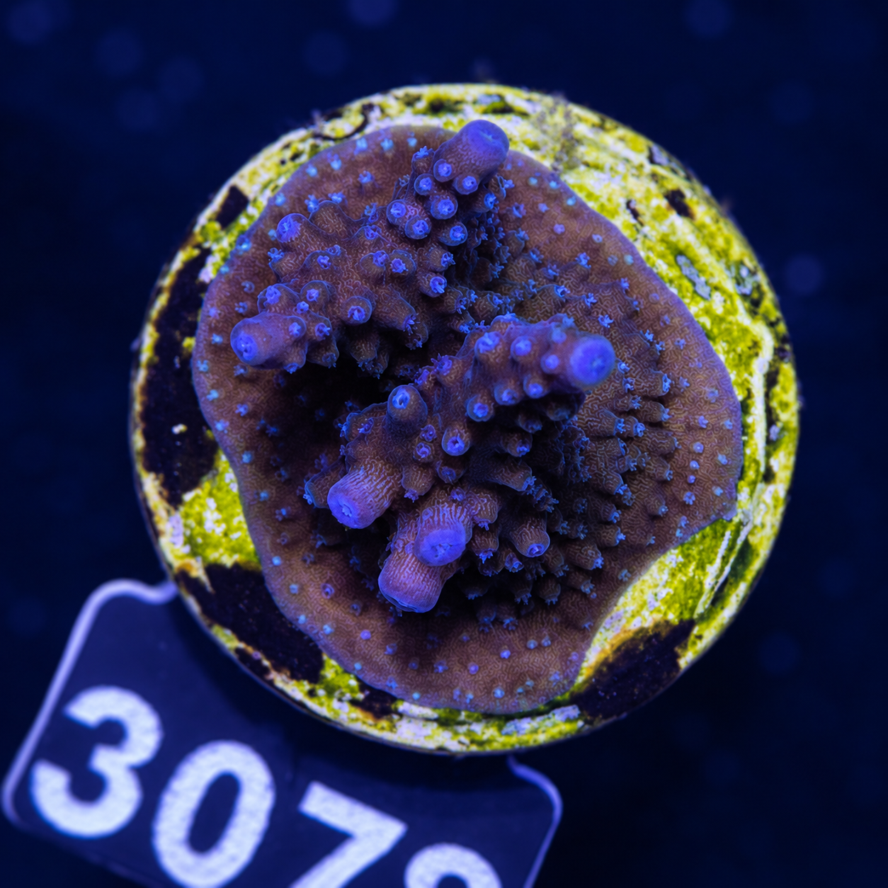 FMC Acropora staghorn blue