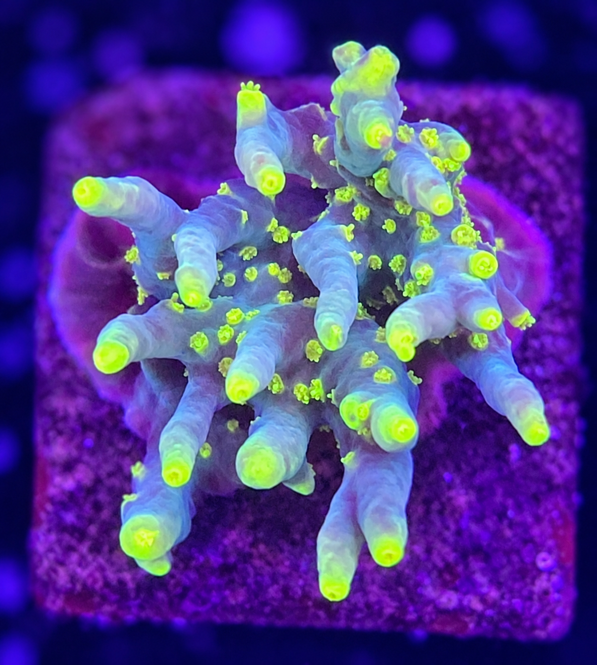 FMC Acropora surharsoni