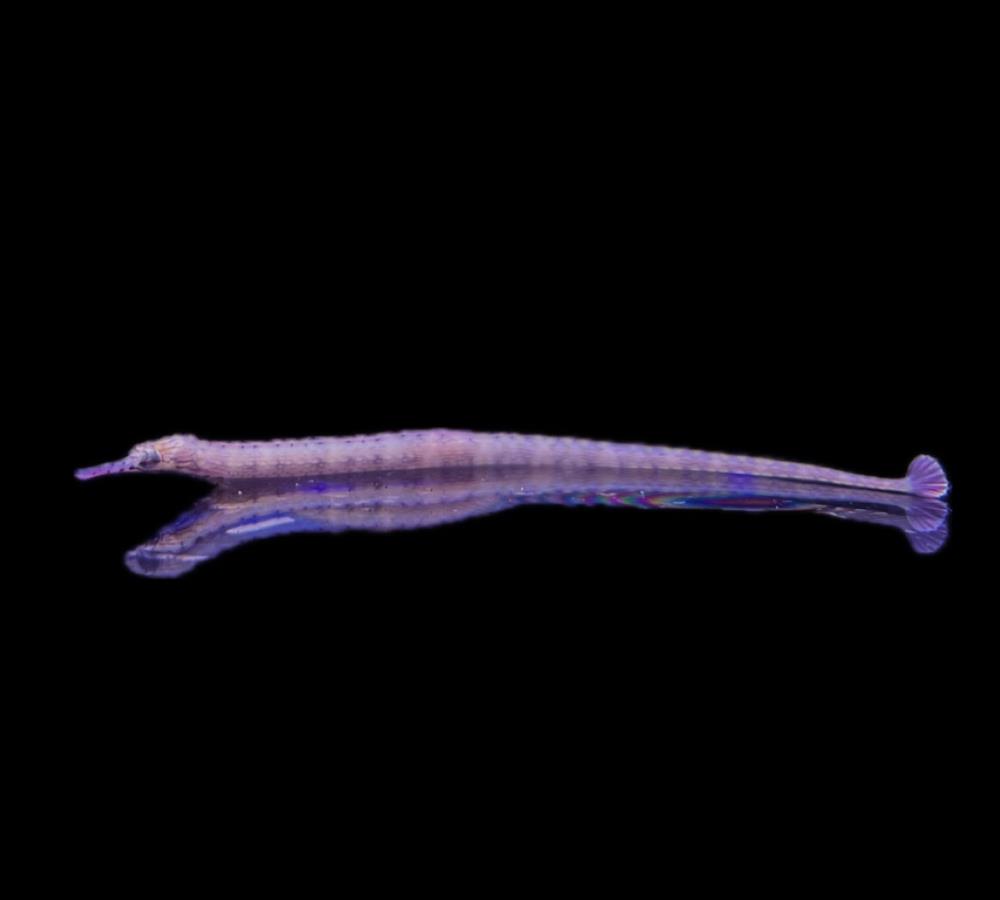 Corythoichthys intestinalis - Drachenkopf Seenadel 7-9 cm