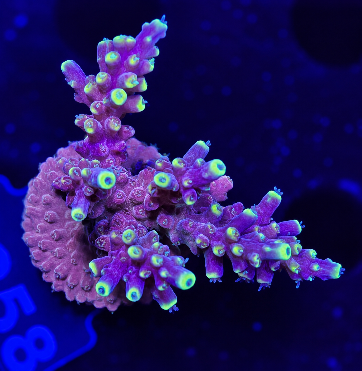 FMC Acropora Bali Shortcake