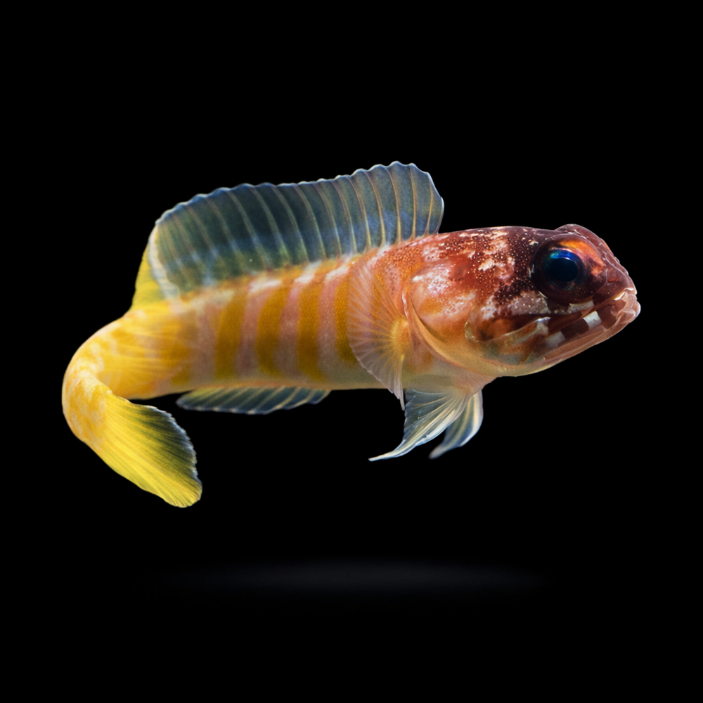 Opistognathus randalli - Brunnenbauer