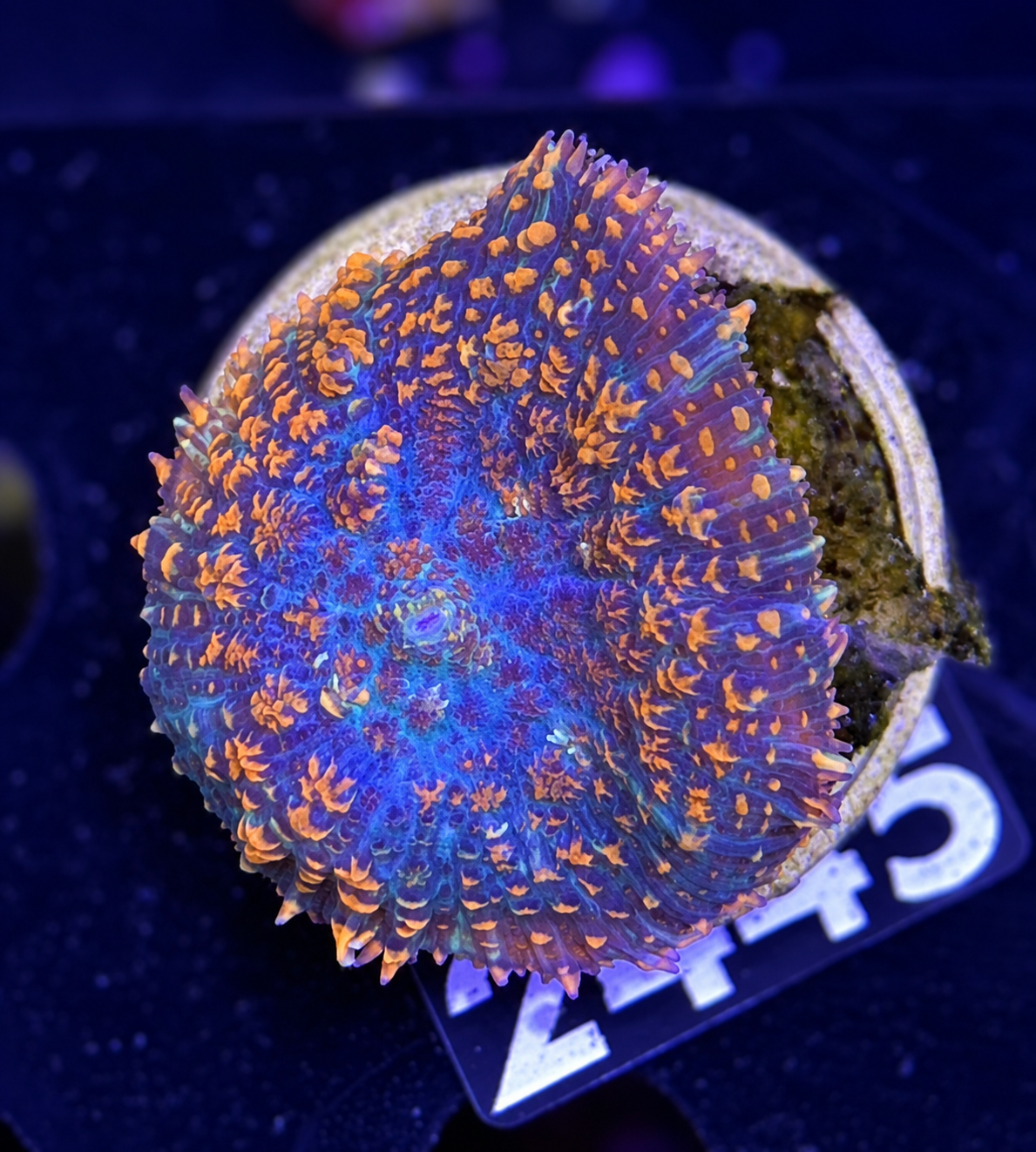FMC Rhodactis