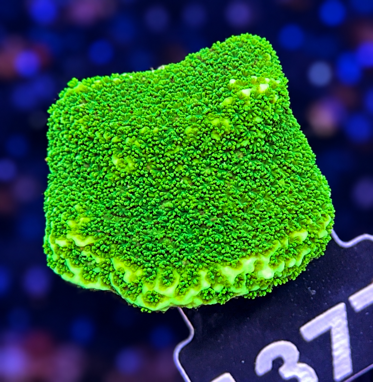 FMC Montipora Pokerstar