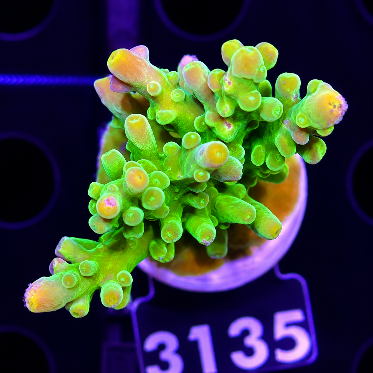 FMC SciReef Acropora  Austera  Grade1  Twin