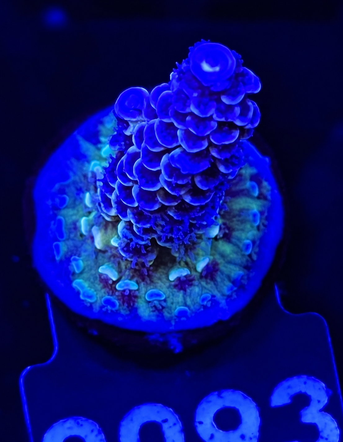 FMC Acropora tenuis