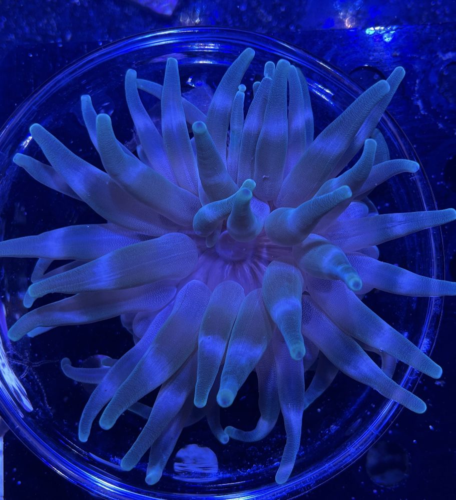 FMC Condylactis gigantea green - Karibische Goldrose