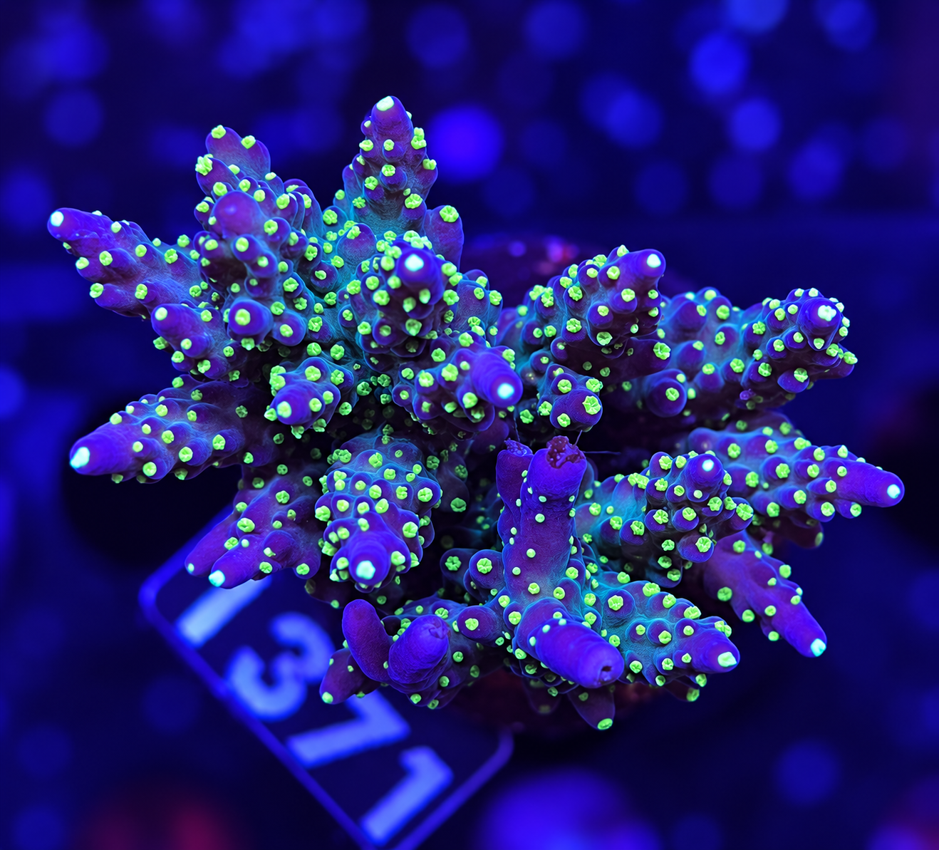 FMC Acropora valida