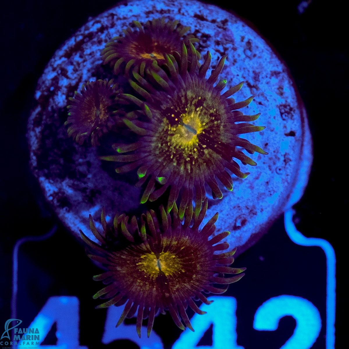 FMC Zoanthus Nirvana
