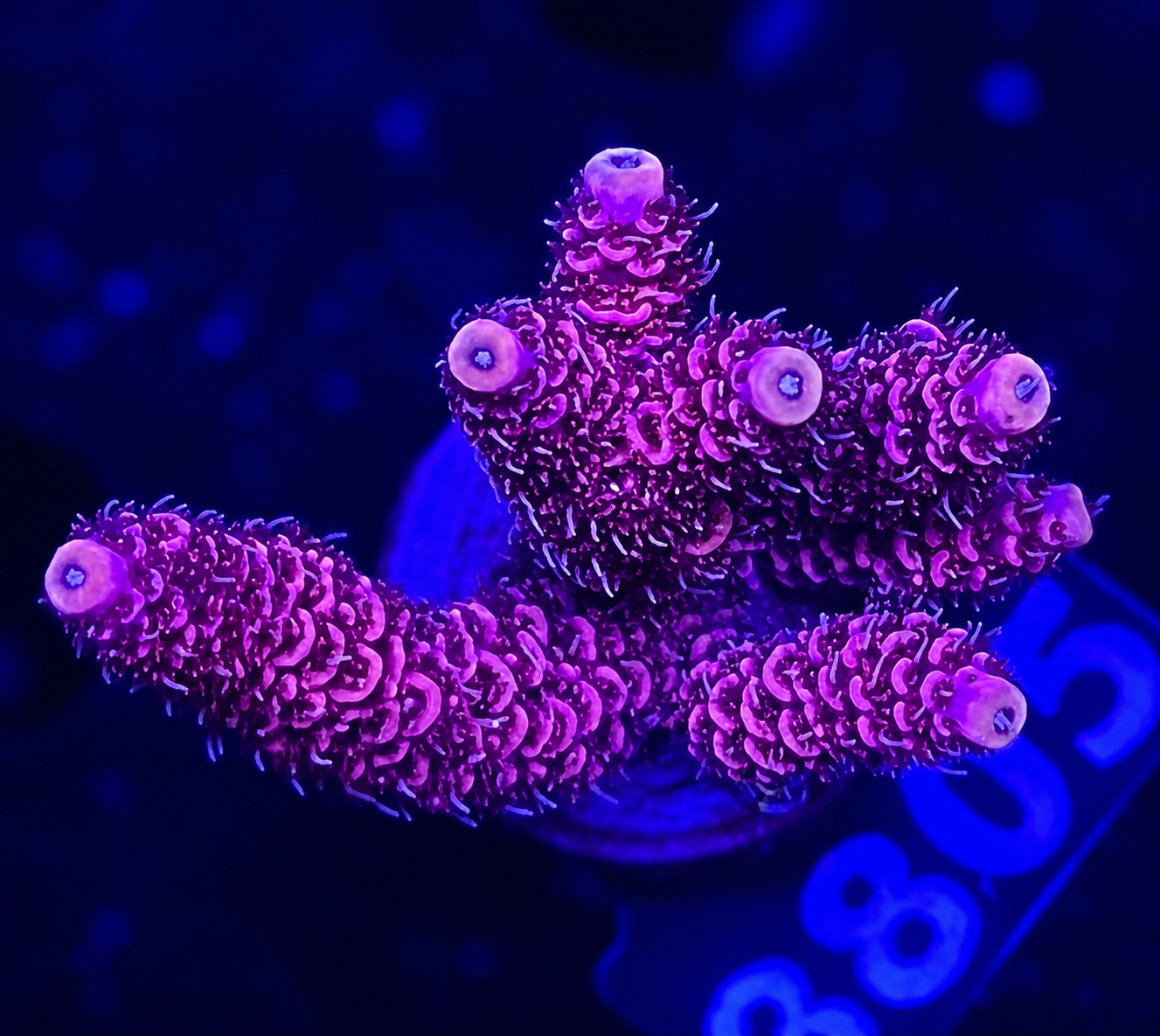 FMC Acropora millepora super red