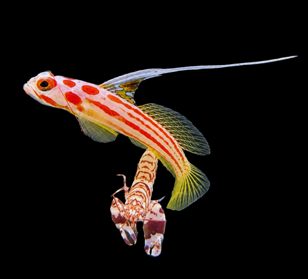 Stonogobius Yasha + Alpheus bellulus