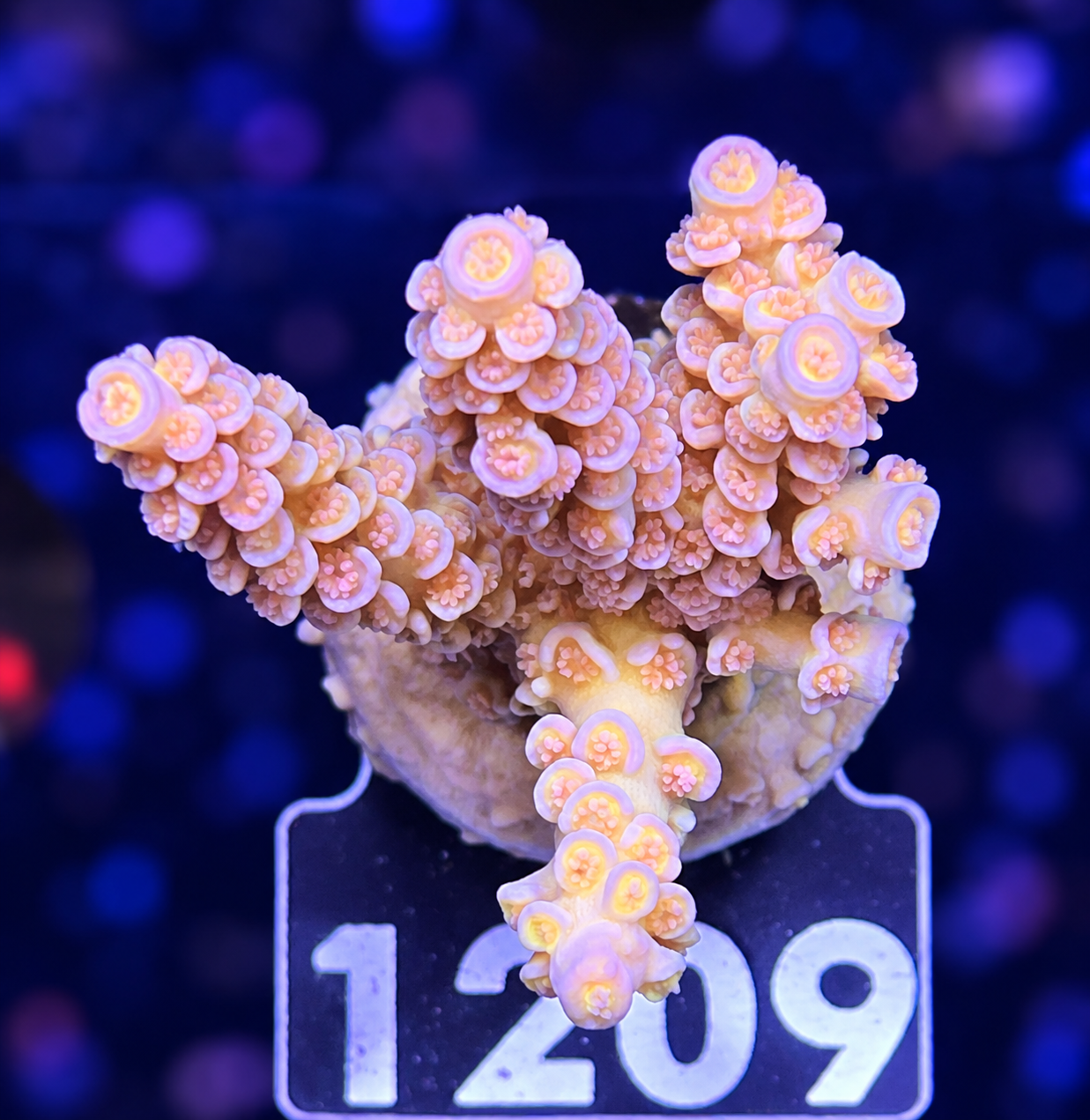 FMC Acropora tenuis Salmon