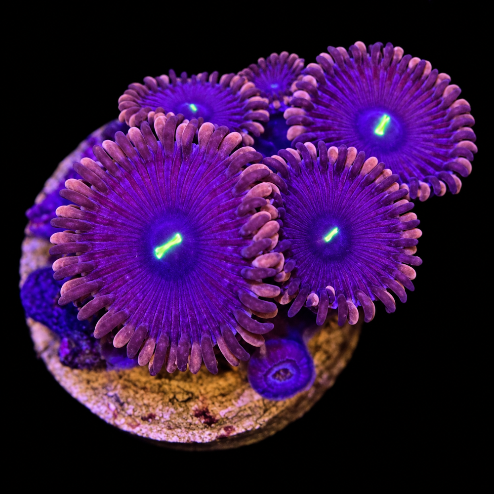FMC Zoanthus Red People Eater 3-4 Polypen V