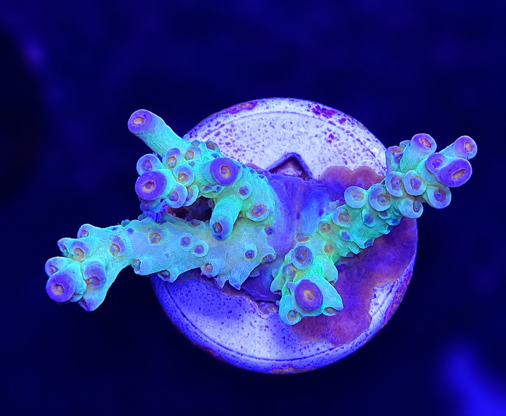 SciReef Acropora tenuis "Pistacchio" TWIN