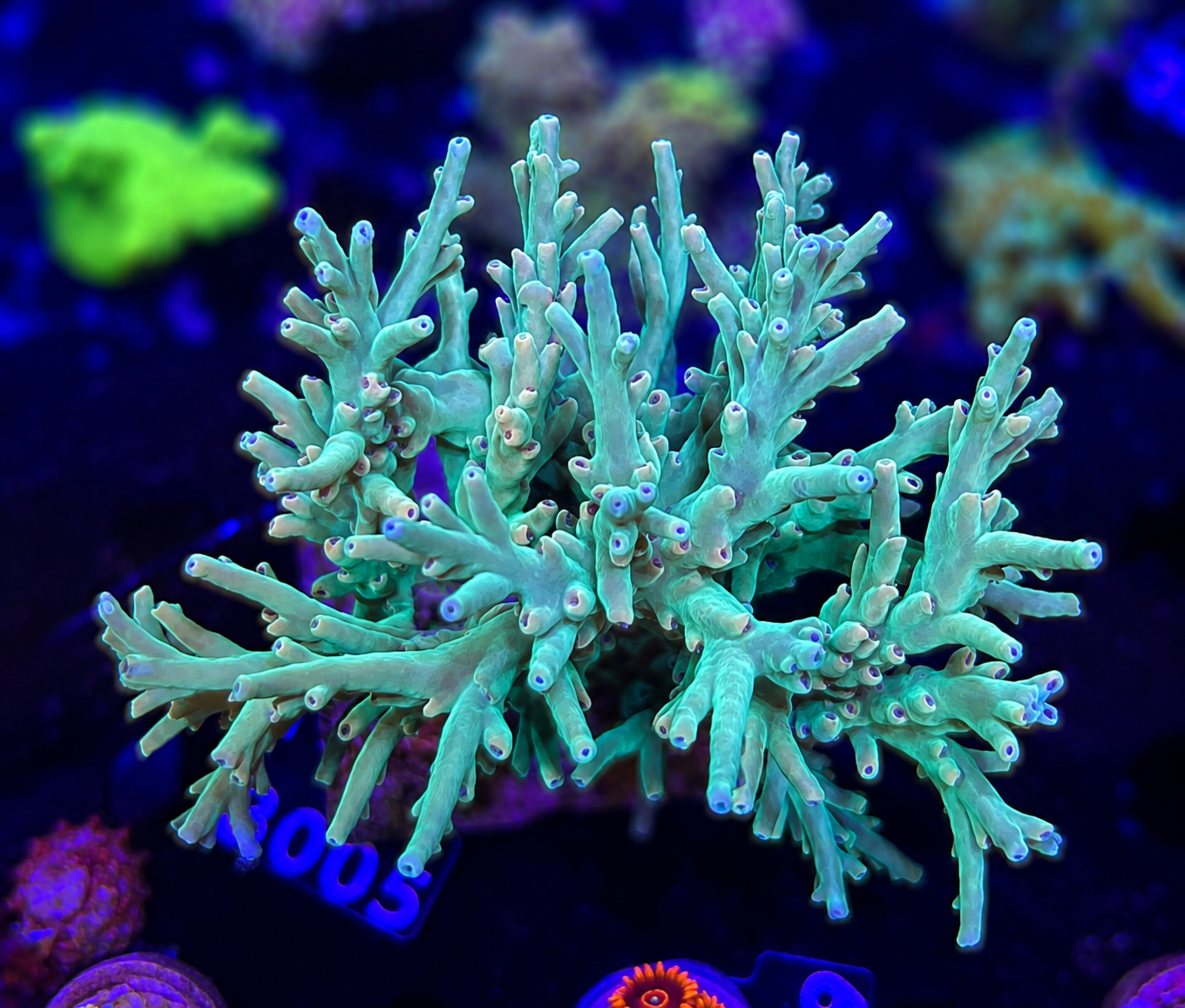 FMC Acropora caroliniana