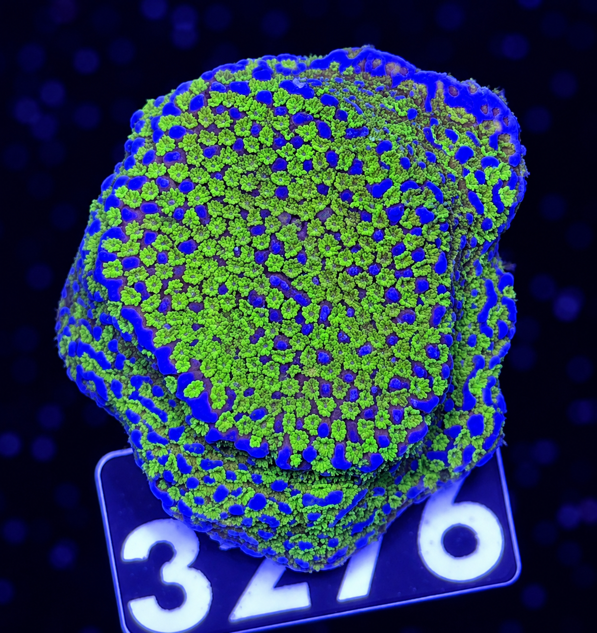 FMC Montipora Rainbow