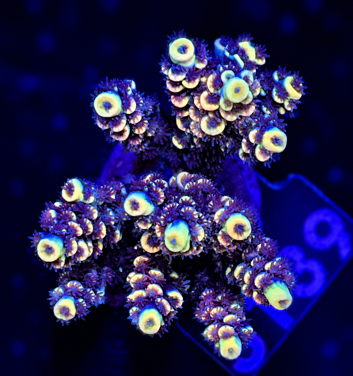 FMC Acropora tenuis Yellow