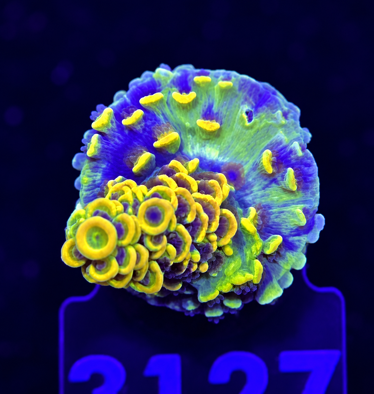 FMC Acropora tenuis yellow dark polyps