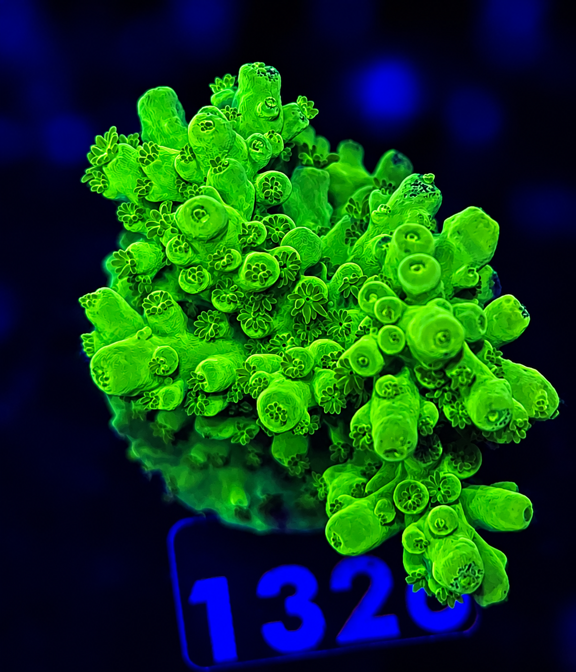 FMC SciReef Acropora Austera Grade2 Twin