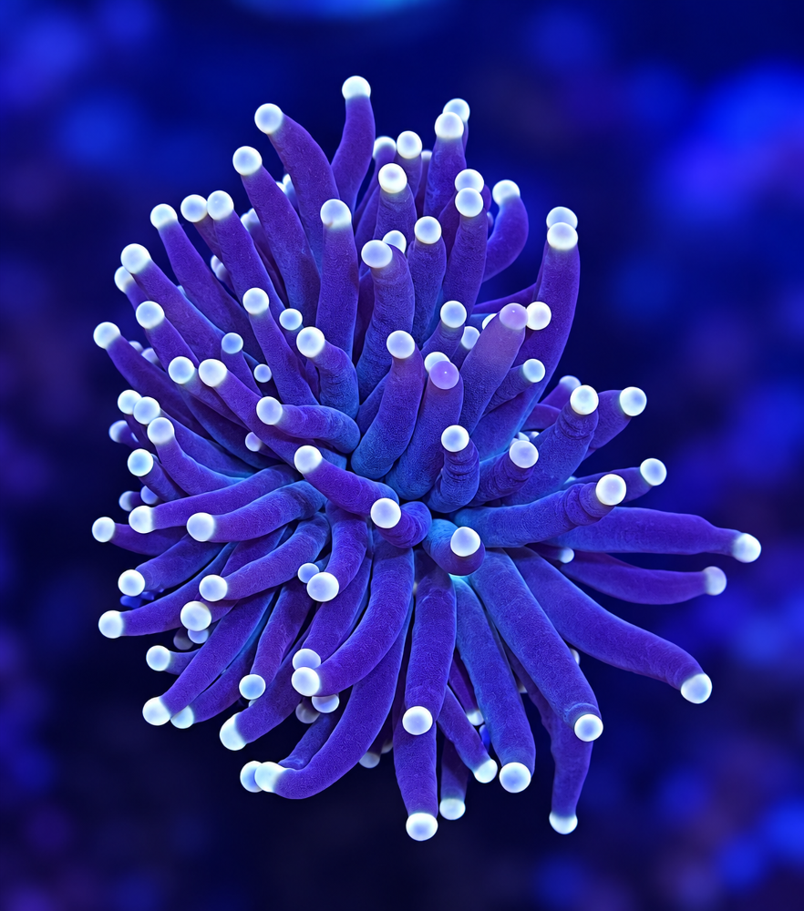 FMC Euphyllia glabrescens Black Torch V