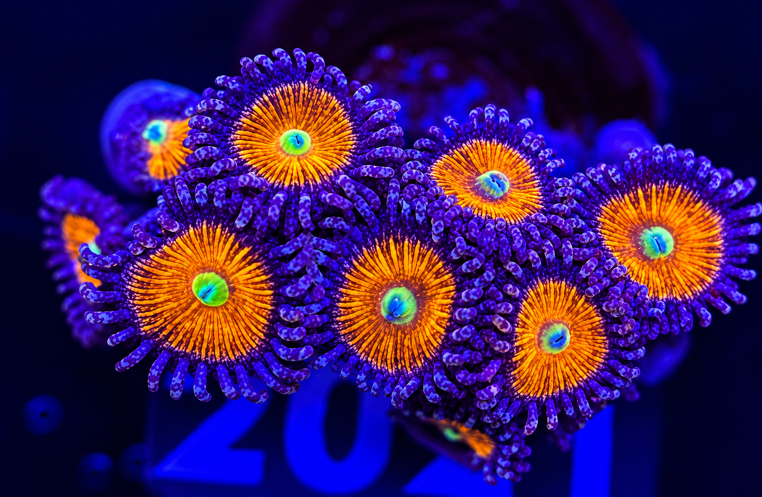 FMC Zoanthus Bad Santa