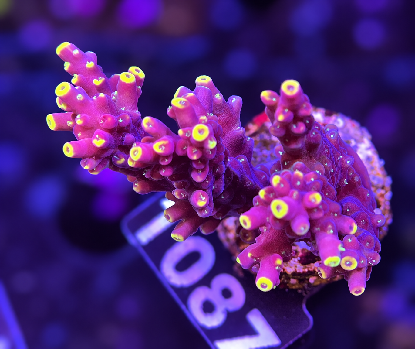 FMC Acropora sp. Bali Shortcake