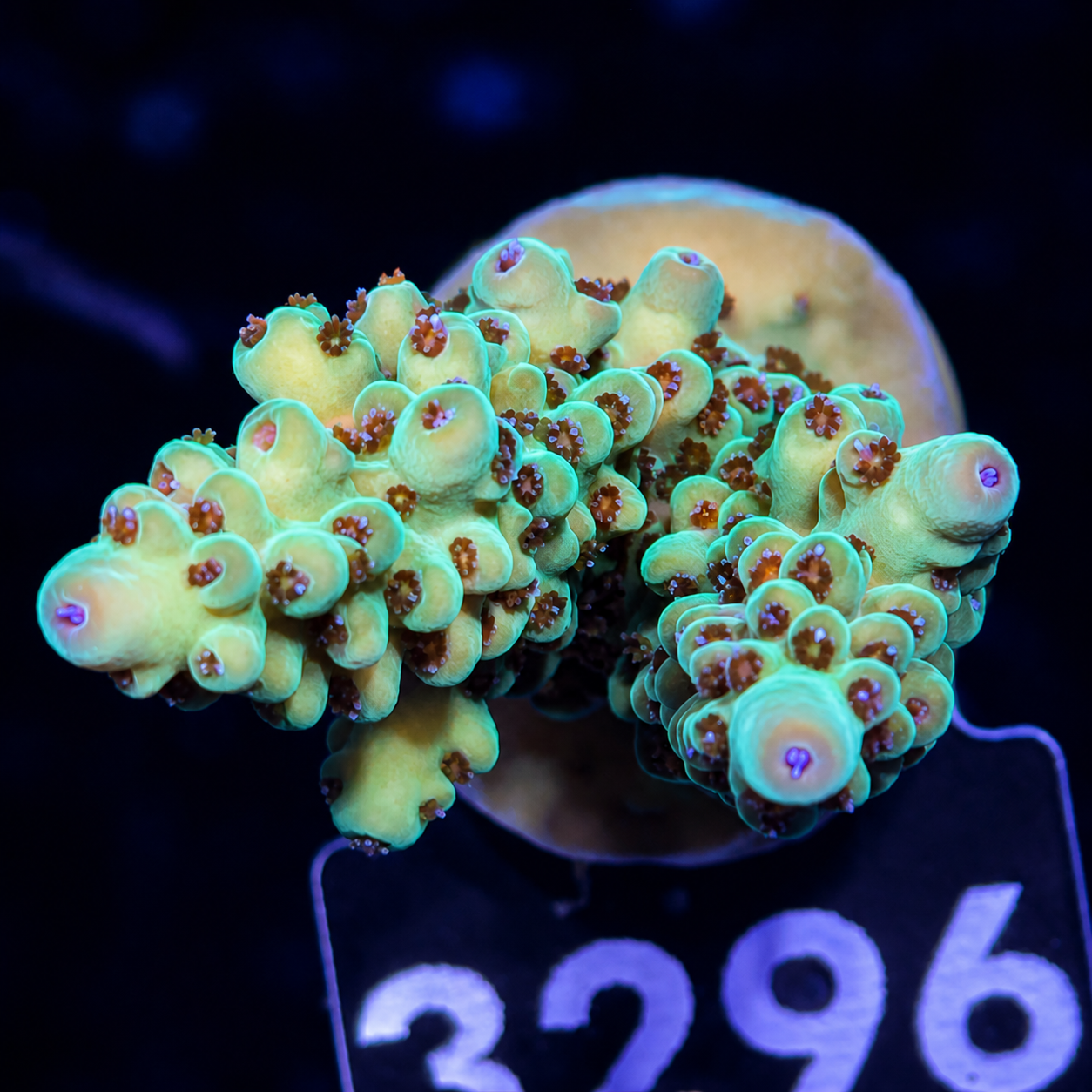 FMC Acropora insignis