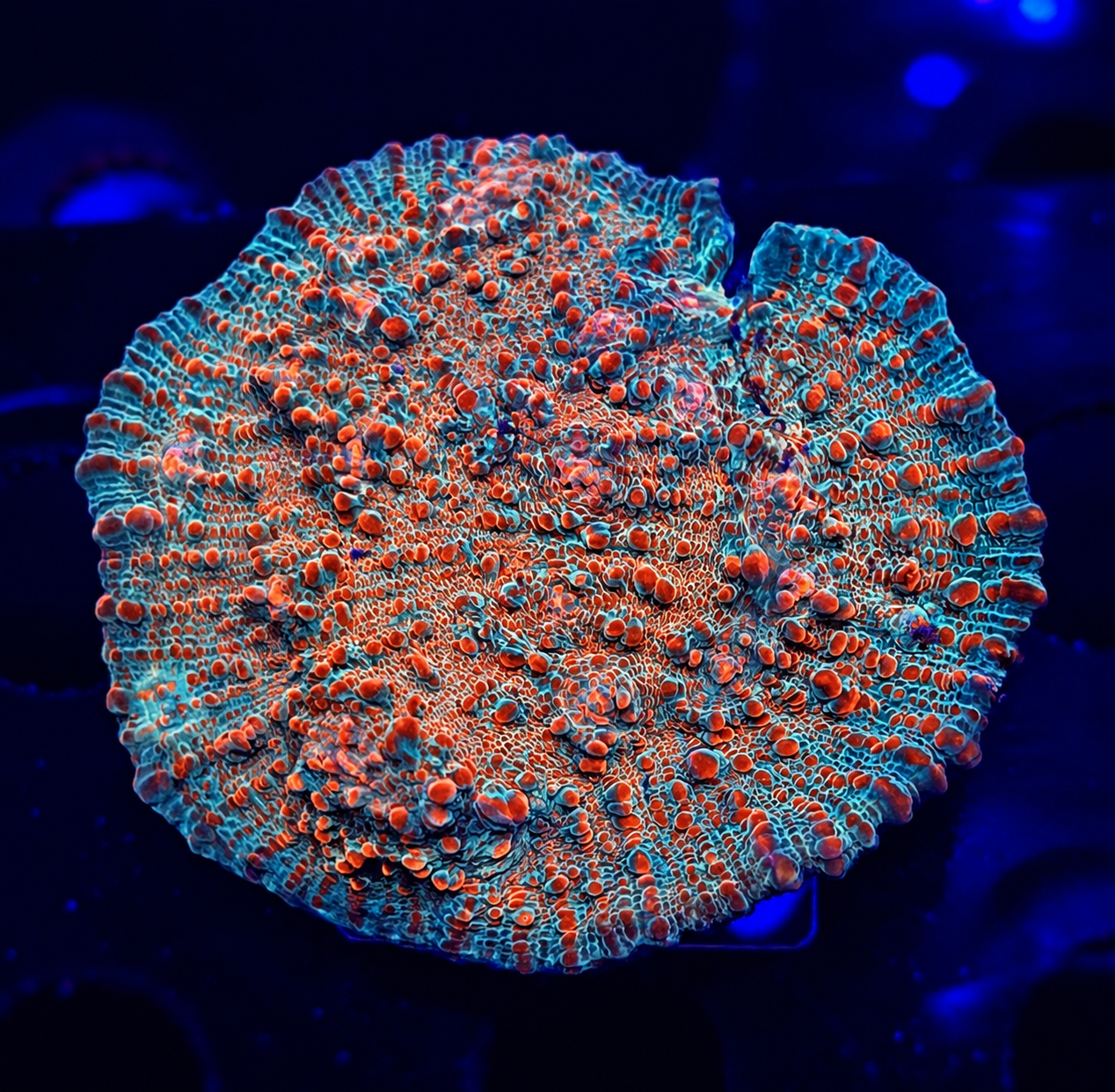 FMC Chalice Red Convict