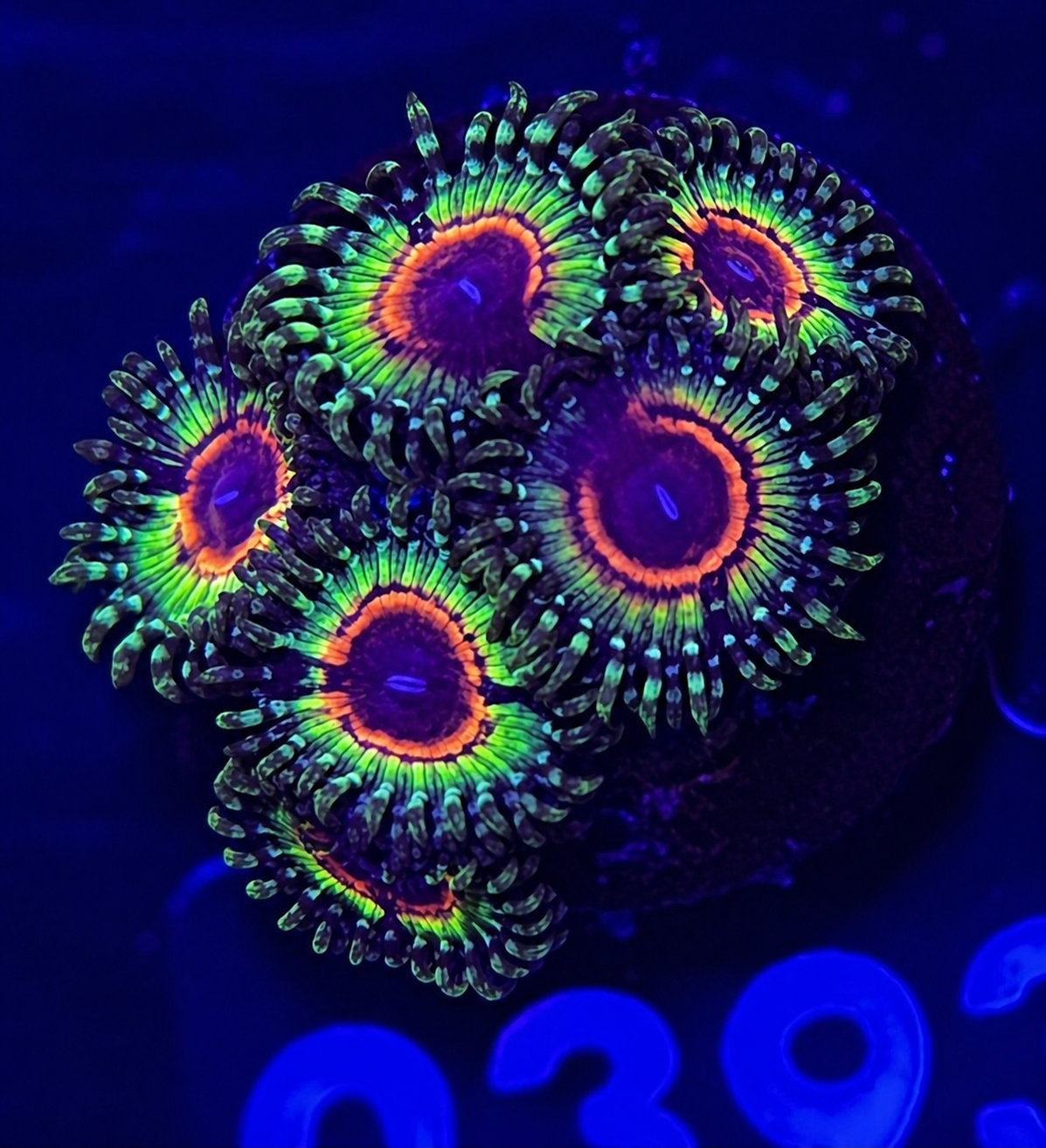 FMC Zoanthus Little shop of horrors