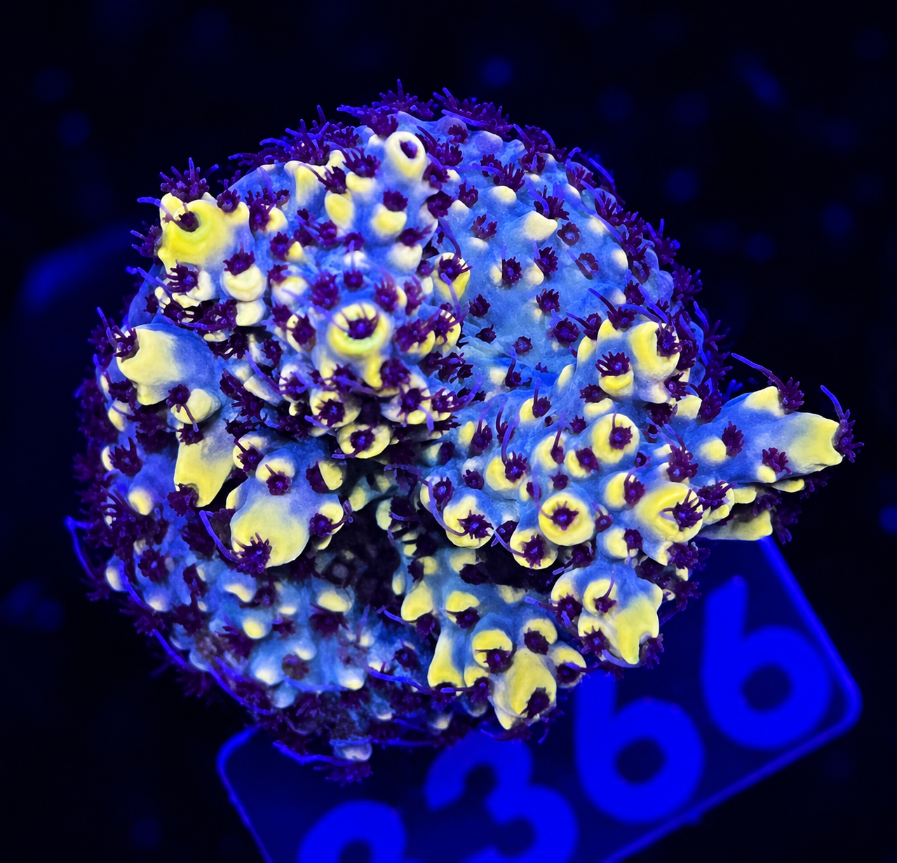 FMC Acropora cytherea Pikachu