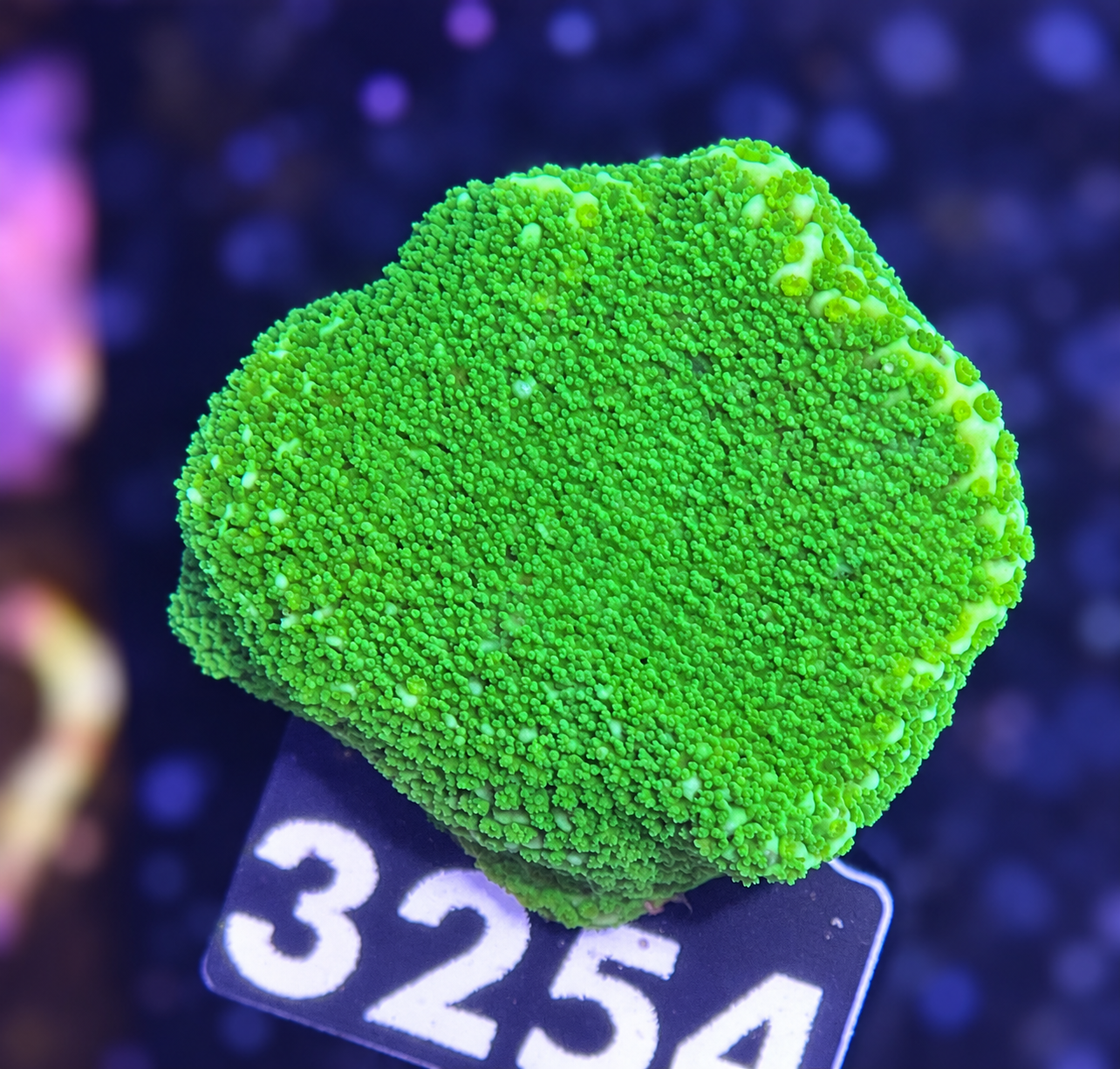 FMC Montipora Pokerstar