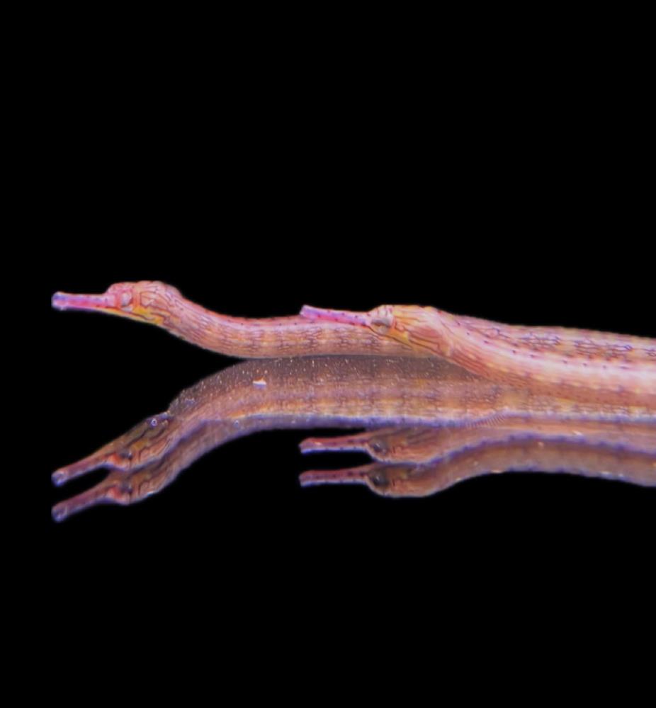 Corythoichthys intestinalis - Drachenkopf Seenadel 7-9 cm