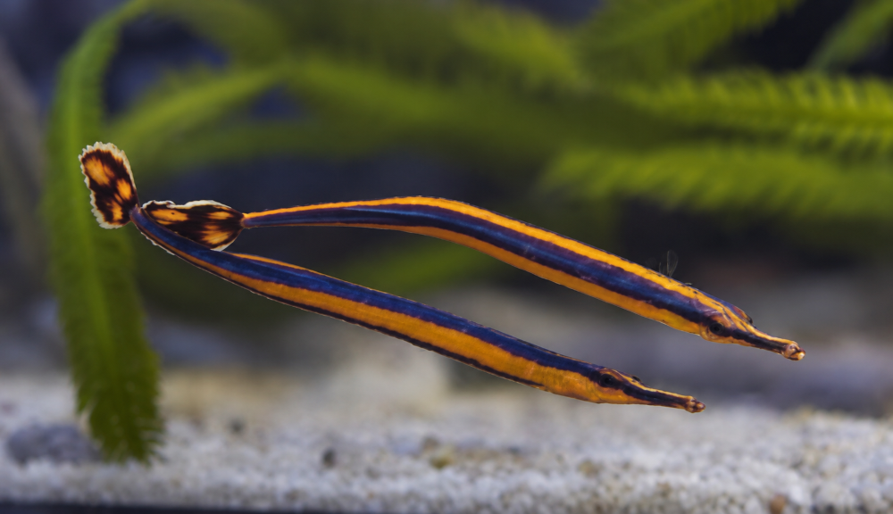 Doryrhamphus bicarinatus - Doppelkinn-Seenadel 4 - 6 cm NZ