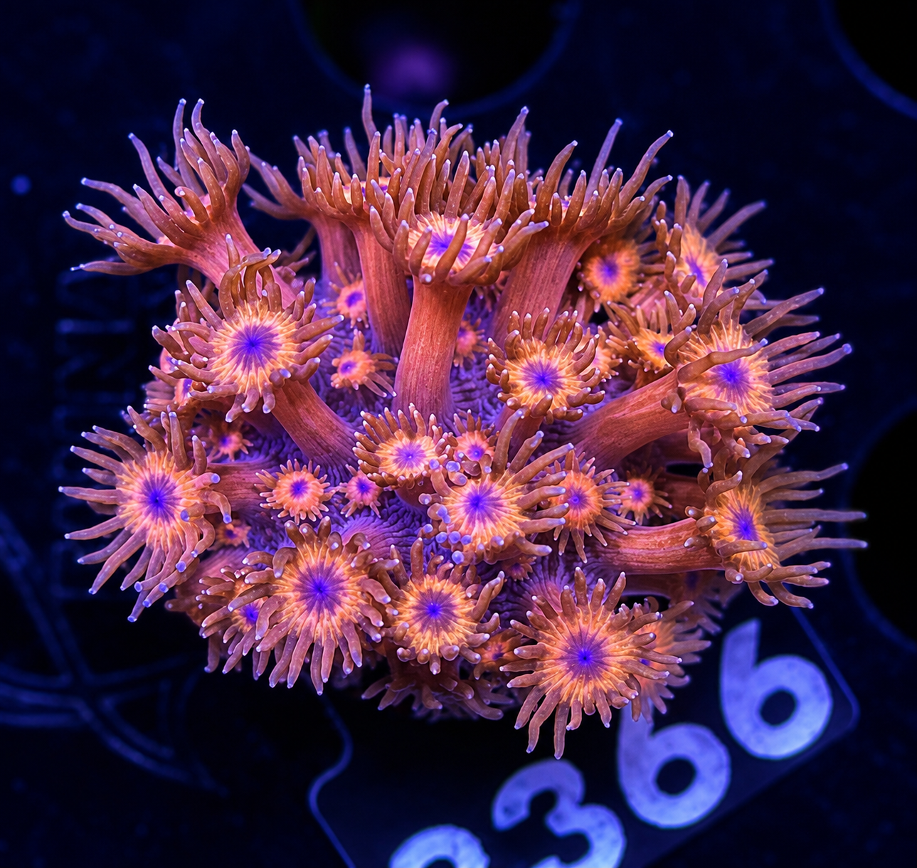 FMC Goniopora Red & Blue