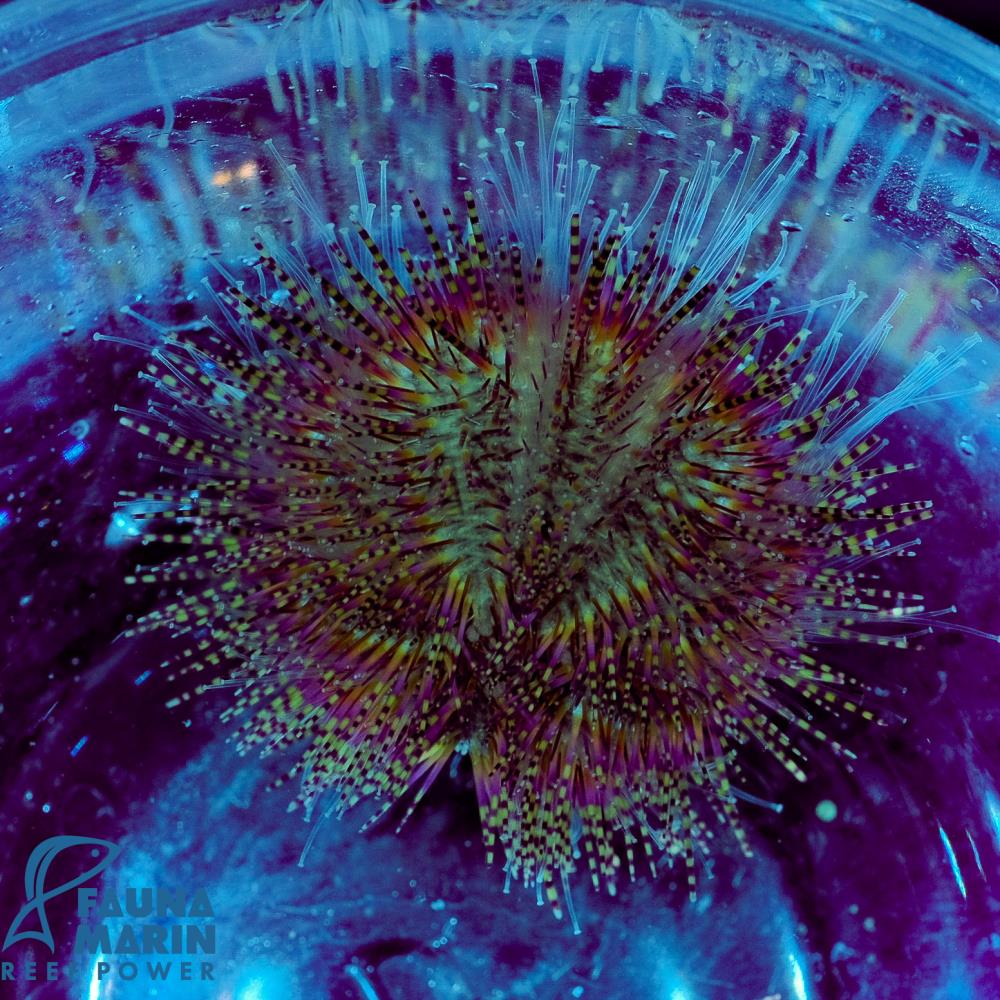 Salmacis Bicolor- Zweifarben-Seeigel