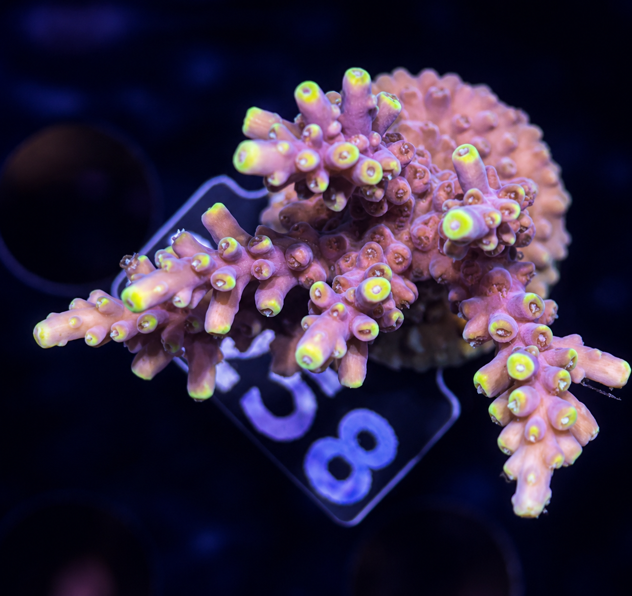 FMC Acropora Bali Shortcake