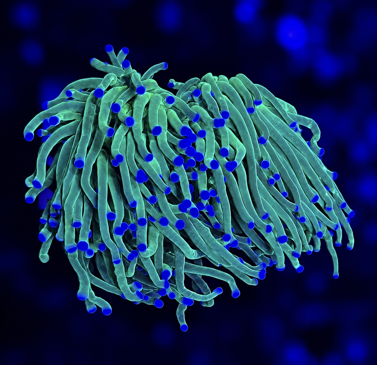 FMC Euphyllia glabrescens Toxic Torch