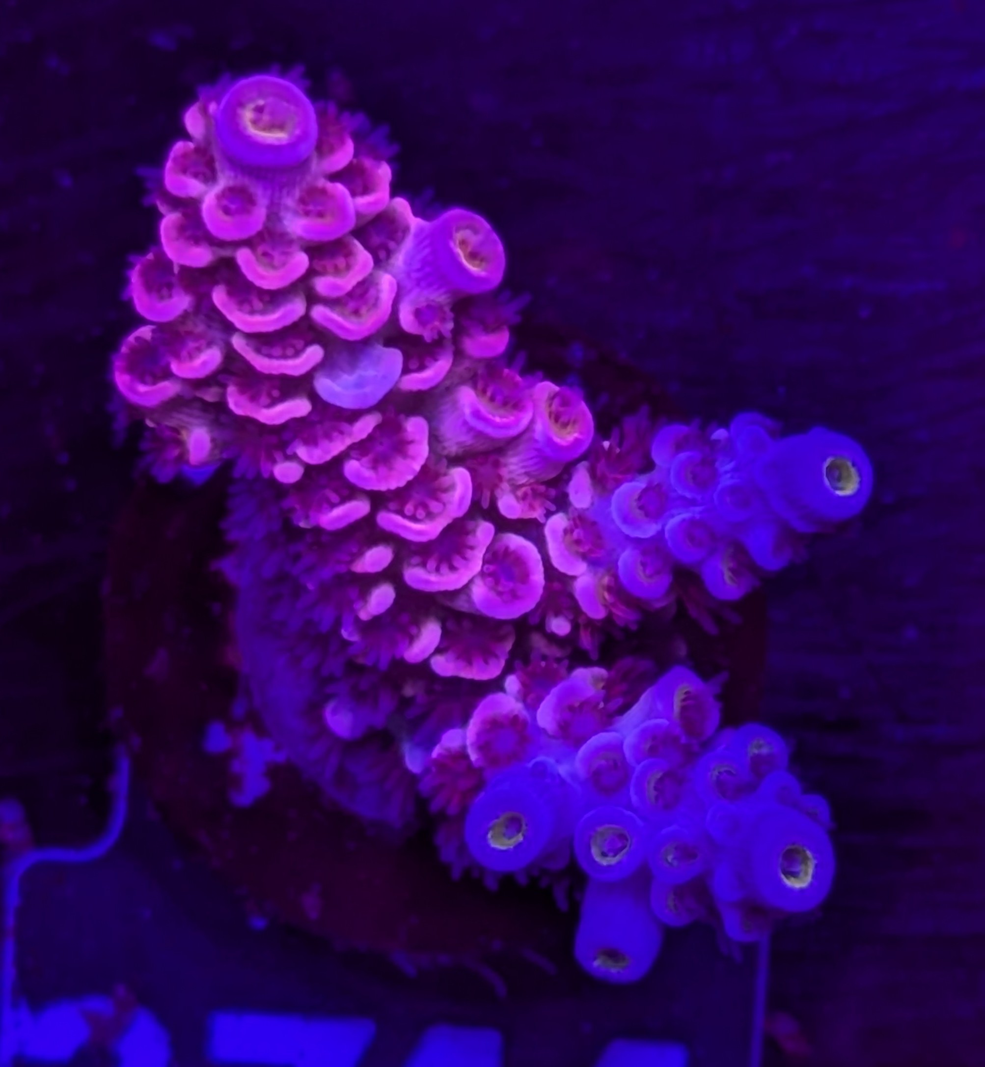FMC Acropora tenuis pink