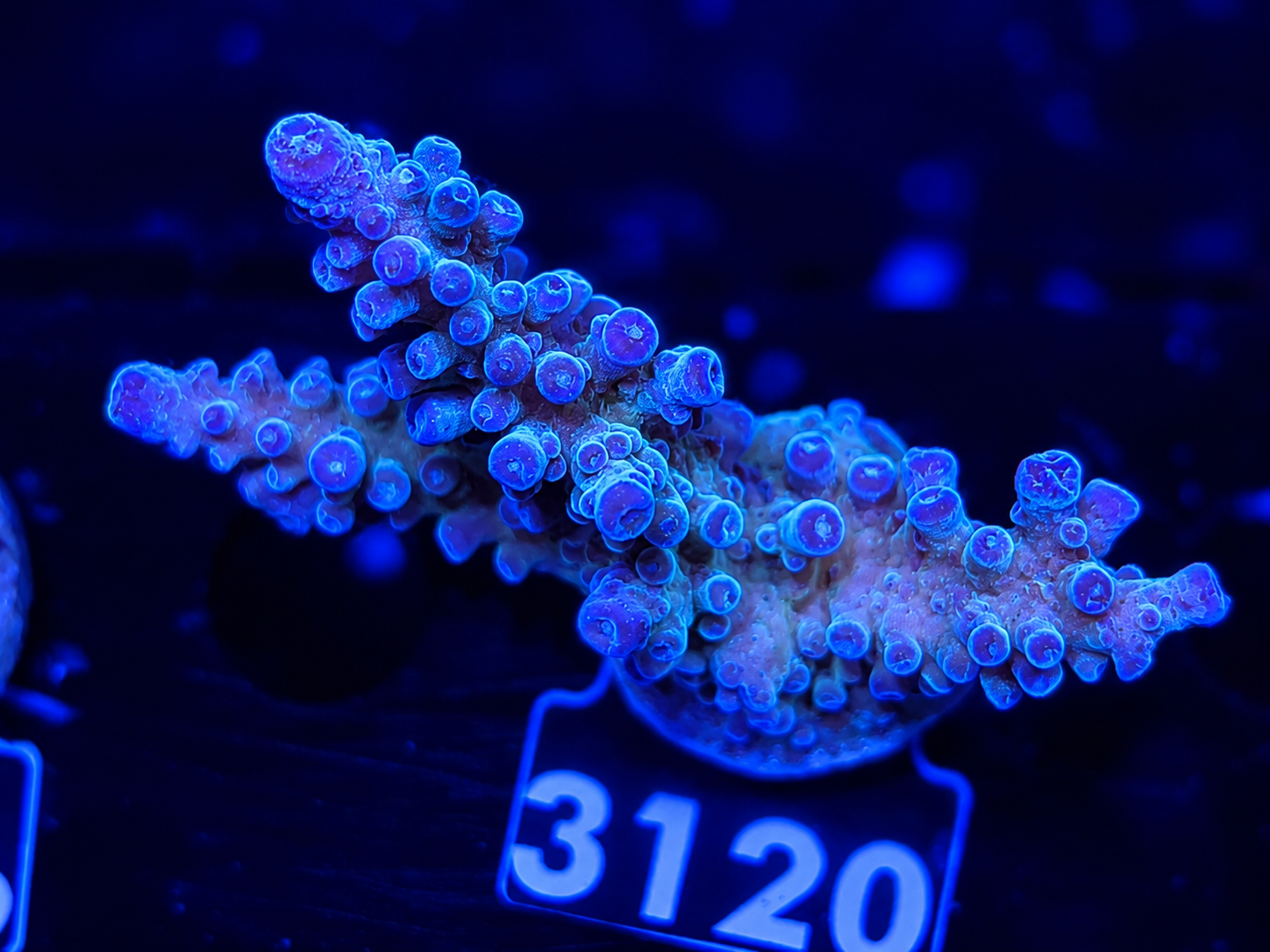 FMC Acropora austera Electric Miyagi