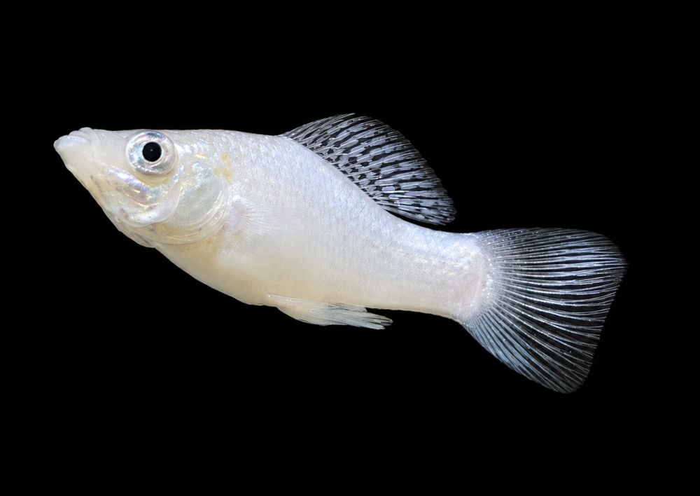 Poecilia sphenops - Silber-Molly- Männchen (NZ Salzwasser)