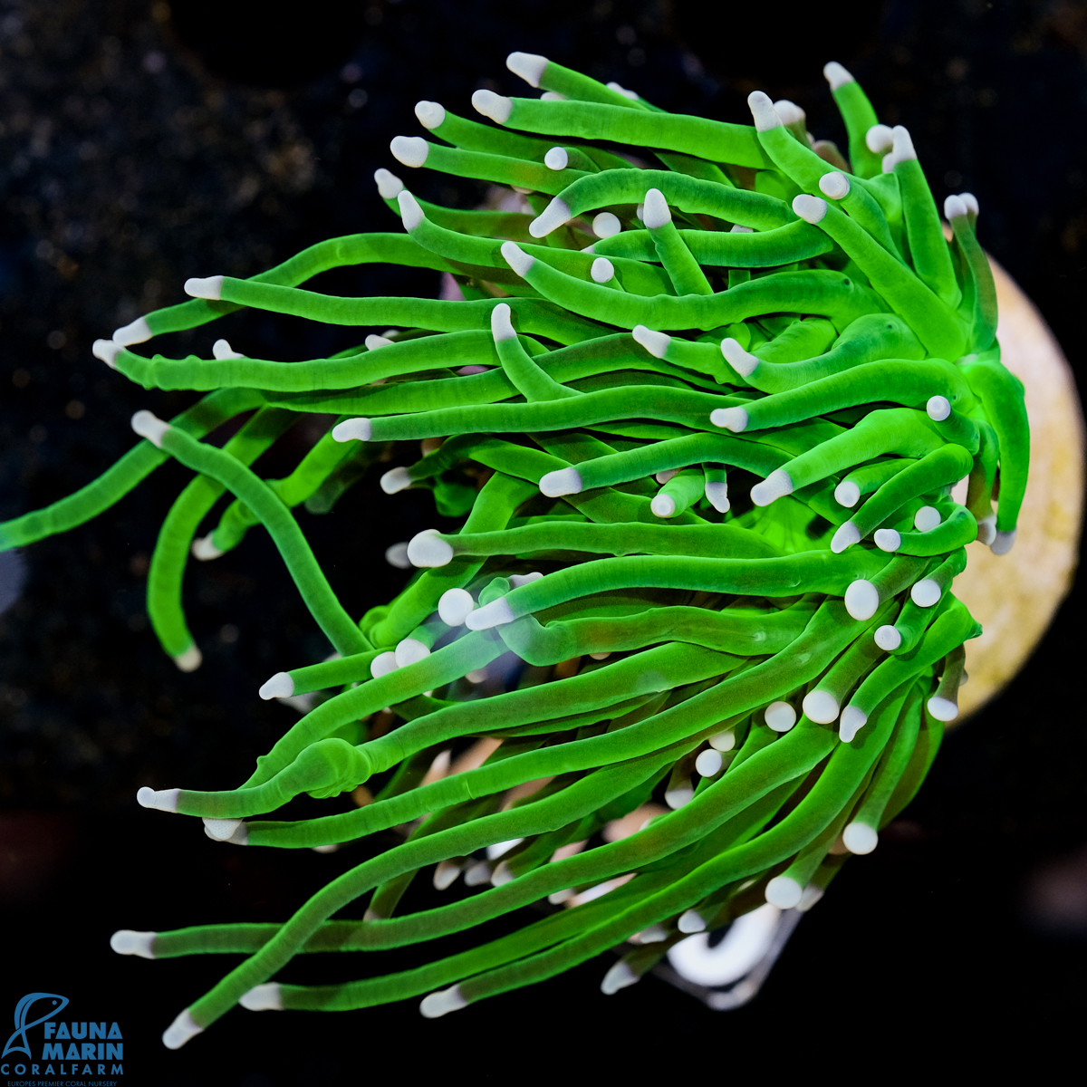 FMC Euphyllia glabrescens Toxic Torch 1 Polyp V