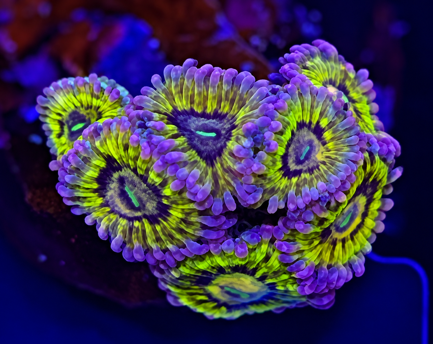 FMC Zoanthus Chiquita