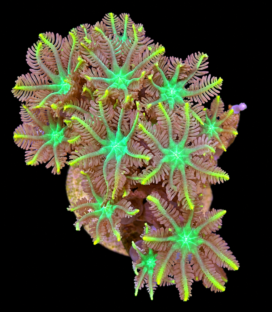 FMC Clavularia Yellow Tips V