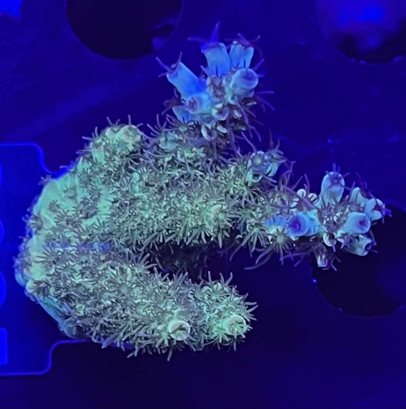 FMC Acropora hyacinthus green