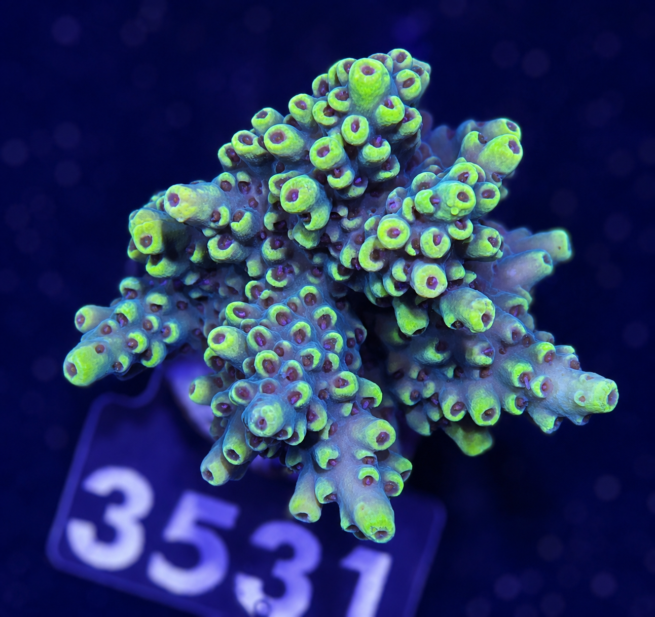 FMC Acropora cytherea Wolverine