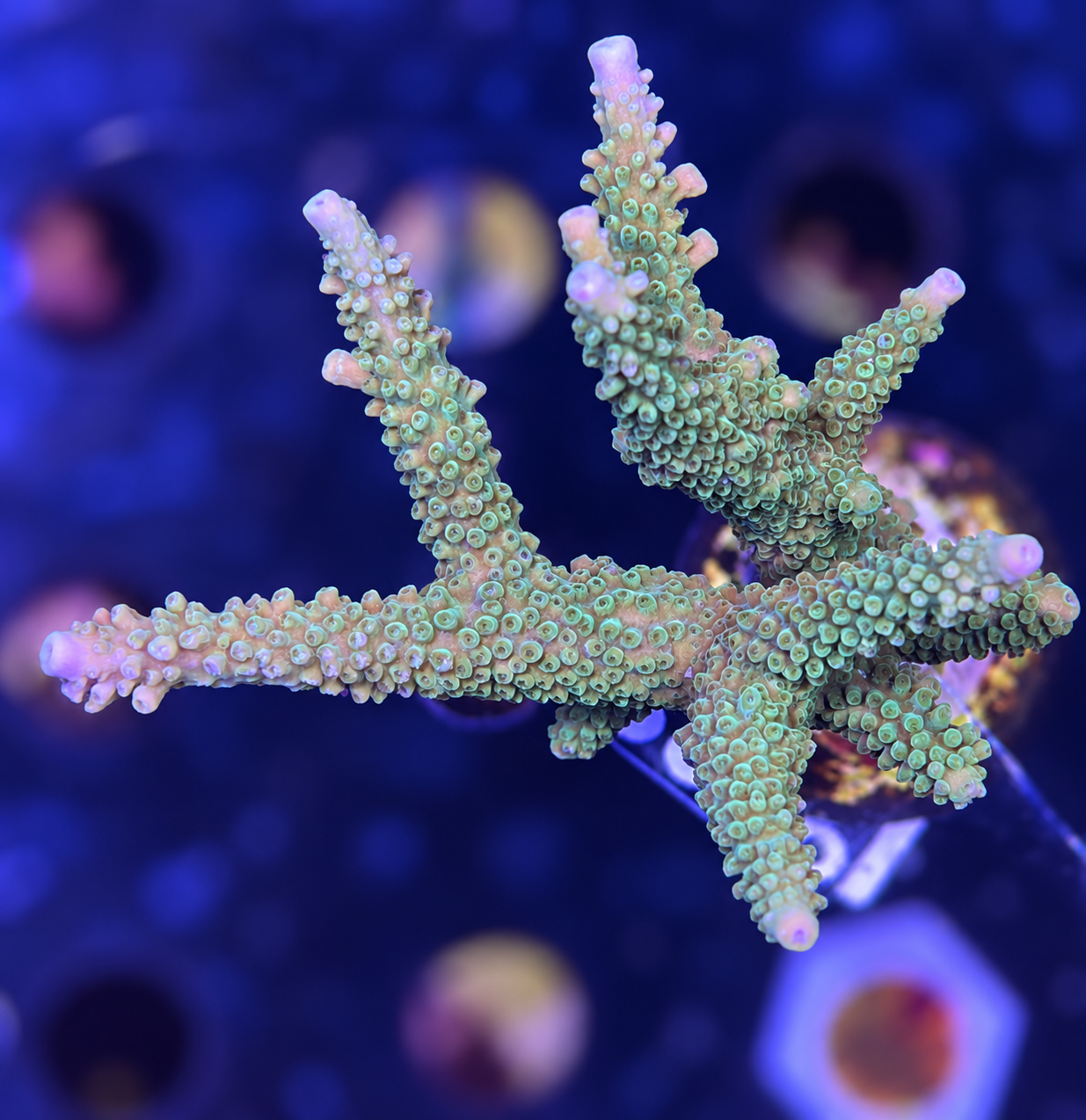 FMC Acropora loisetea