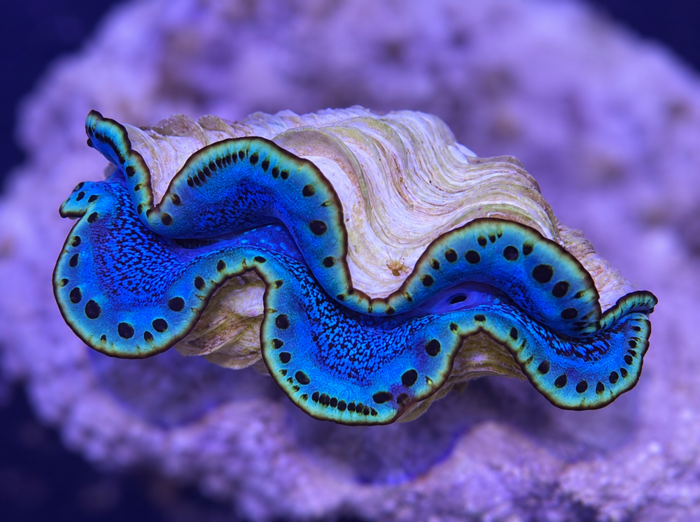 FMC Tridacna maxima